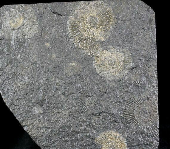 Dactylioceras Ammonites - Posidonia Shale #23113